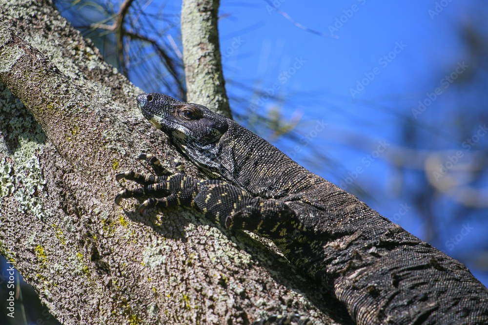 Varanus. A giant lizard on a tree branch. Australia, wildlife close up.