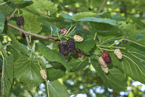 Morus alba