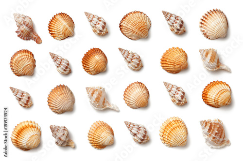 Pattern of seashells isolated on a white background.