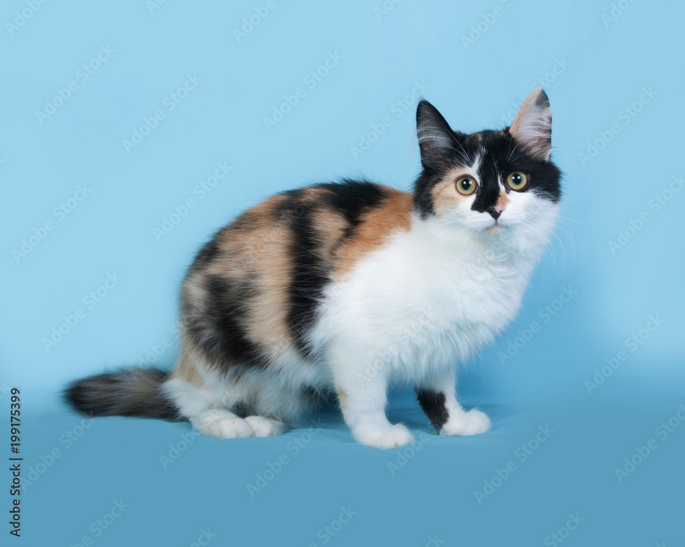 Tricolor cat sits on blue Tricolor cat sits on blue