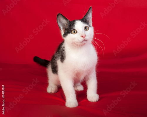 White and black spotted kitten sits on red © Hanna Darzy