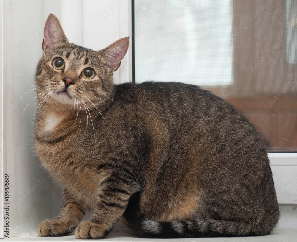 Tabby cat sitting against the window
