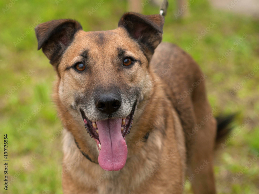 Fototapeta premium Red dog standing on background of grass