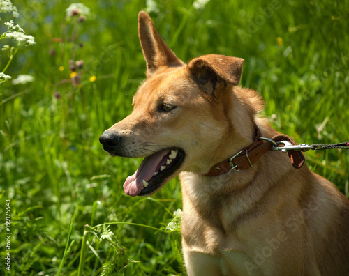 Red dog standing on leash in grass