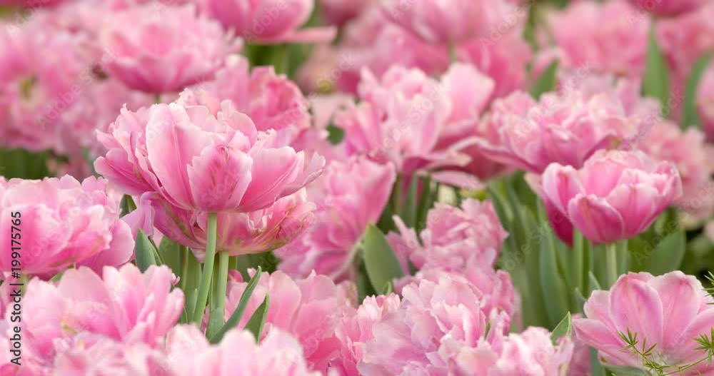 Pink tulip flower park Pink tulip flower park