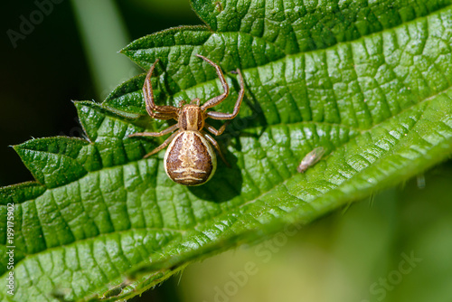 Wallpaper Mural Female small spider of xysticus cristatus Torontodigital.ca