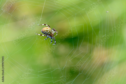 Large female spider sits in the center of its spiderweb