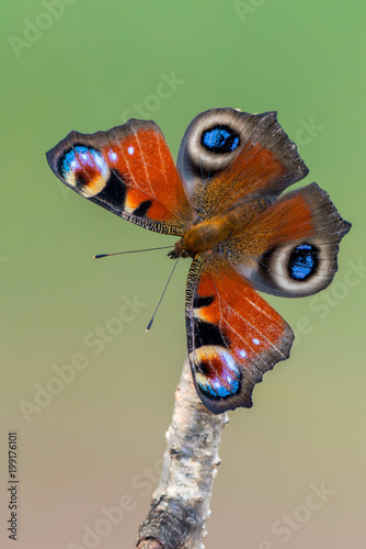 European peacock - Aglais io