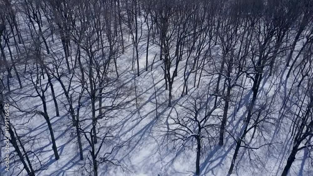 Snowfall in the forest park. Winter landscape in snow-covered park Snowfall in the forest park. Winter landscape in snow-covered park