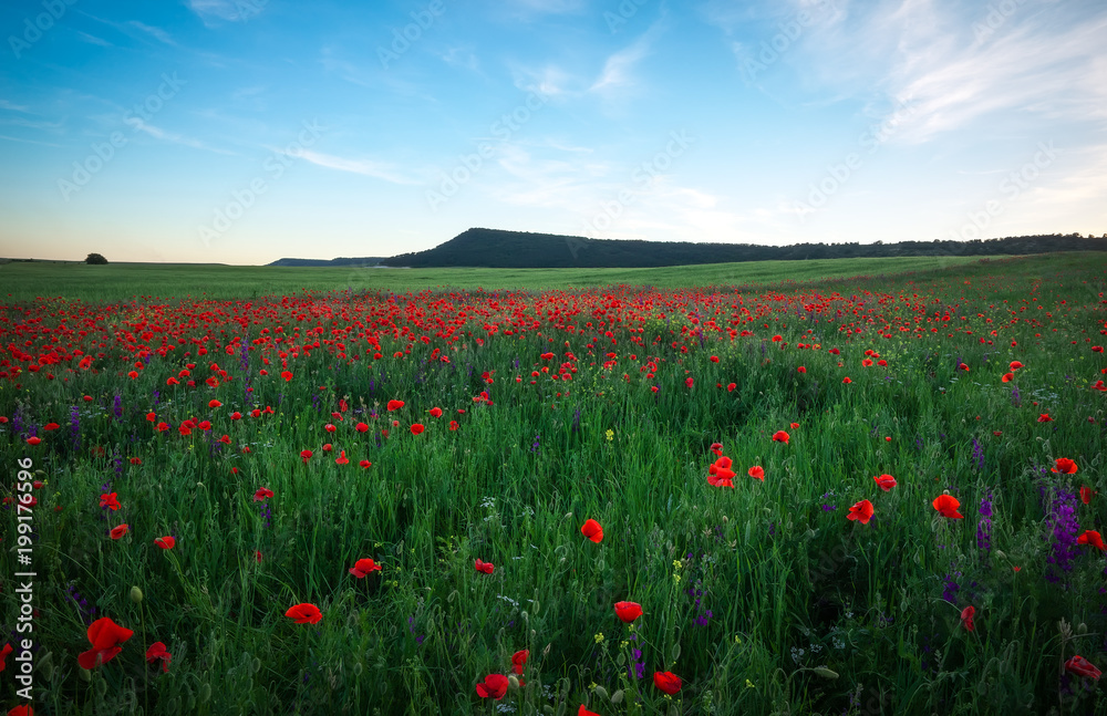 Beautiful Landscape with poppy meadow. Composition of nature.