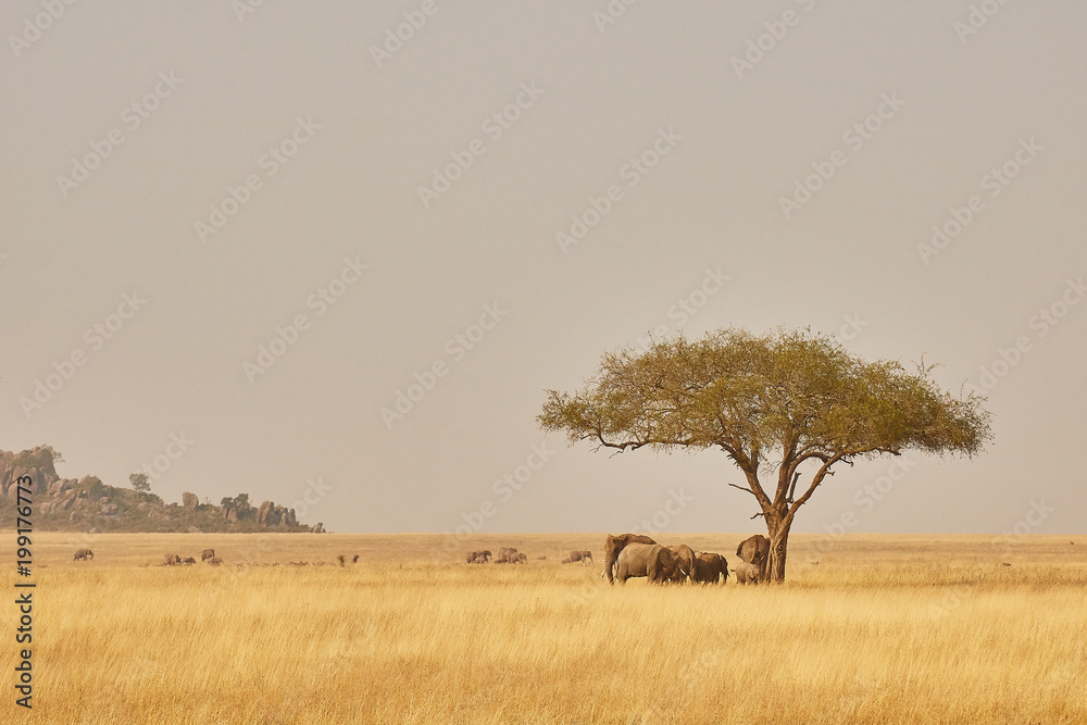 Obraz premium Chasing shadow