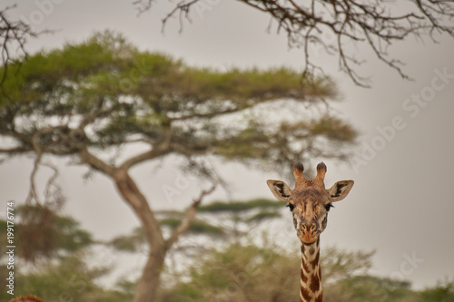 Giraffa curiosa