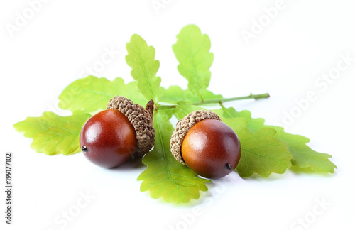 an oak acorns with leaf isolated white background