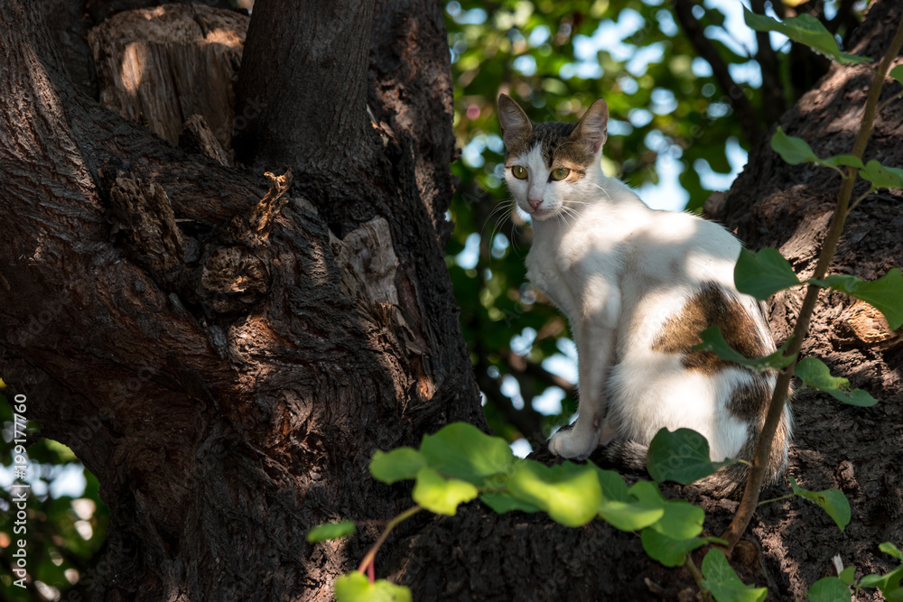 Portrait of a homeless cat seated on a tree.