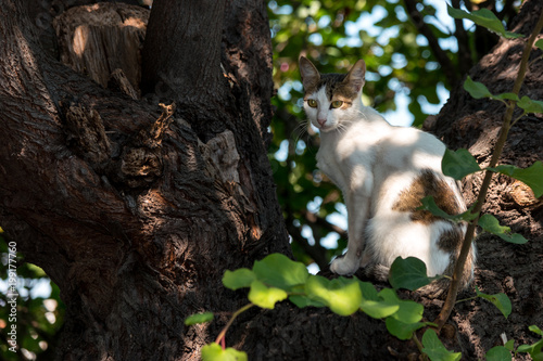 Portrait of a homeless cat seated on a tree.