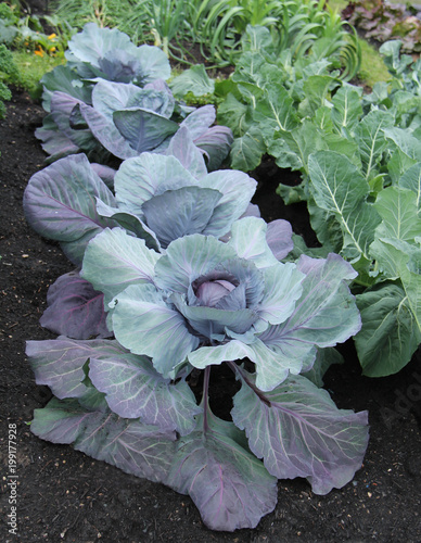 A Row of Red Jewell Cabbage Vegetable Plants.