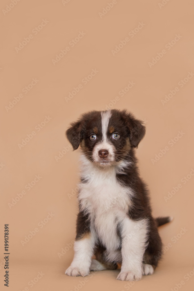 Fototapeta premium Australian shepherd puppy posing in the studio.