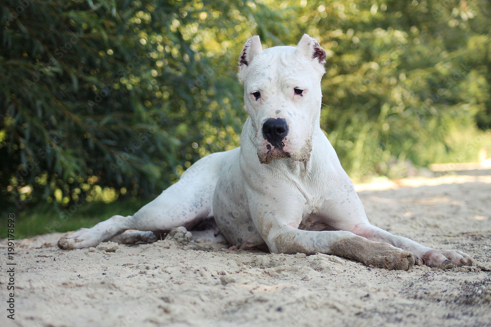Obraz premium Dogo argentino in beautiful park.