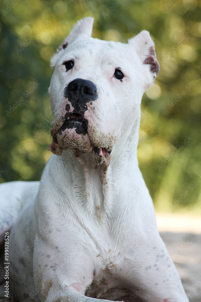 Dogo argentino in beautiful park.