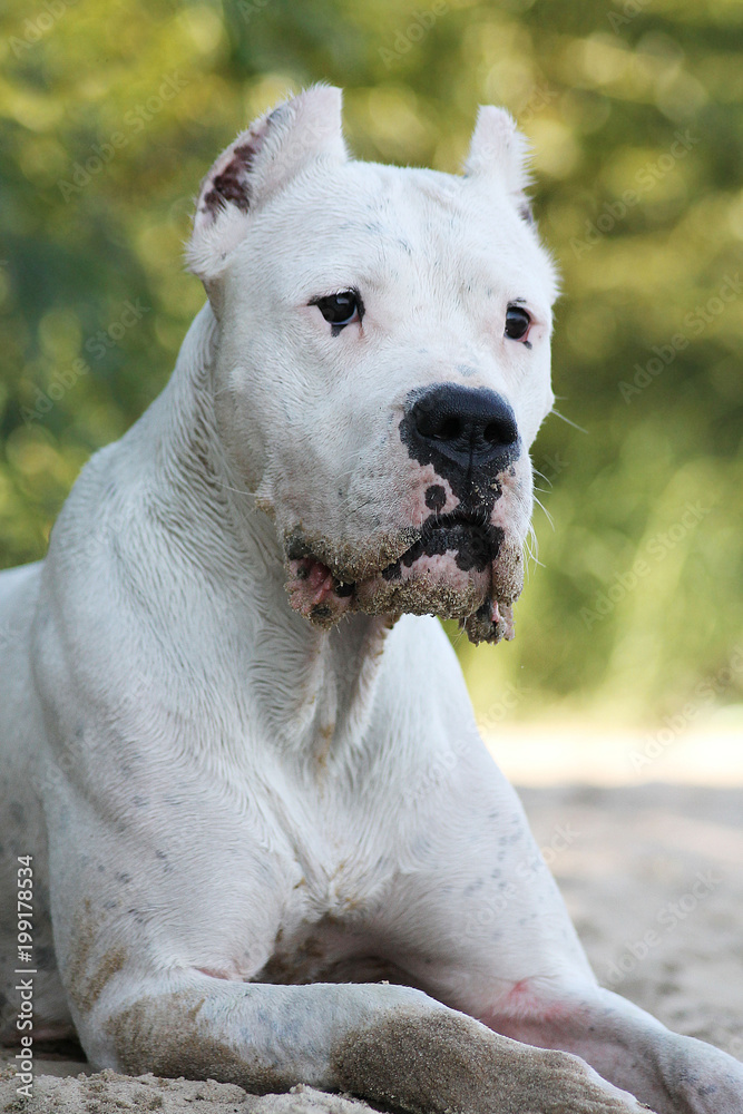 Dogo argentino in beautiful park.
