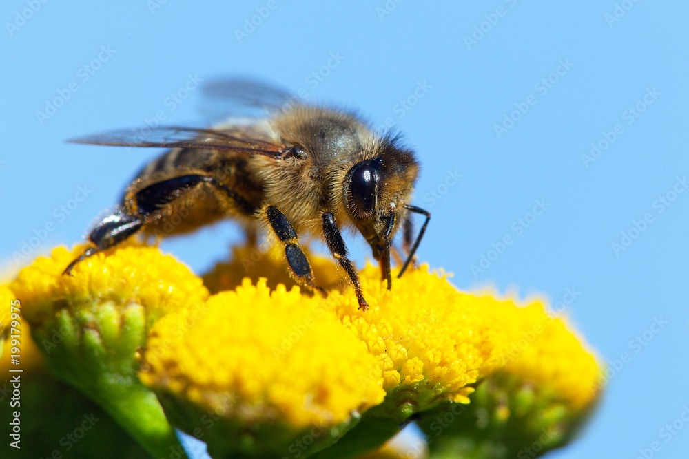 bee or honeybee in Latin Apis Mellifera bee or honeybee in Latin Apis Mellifera
