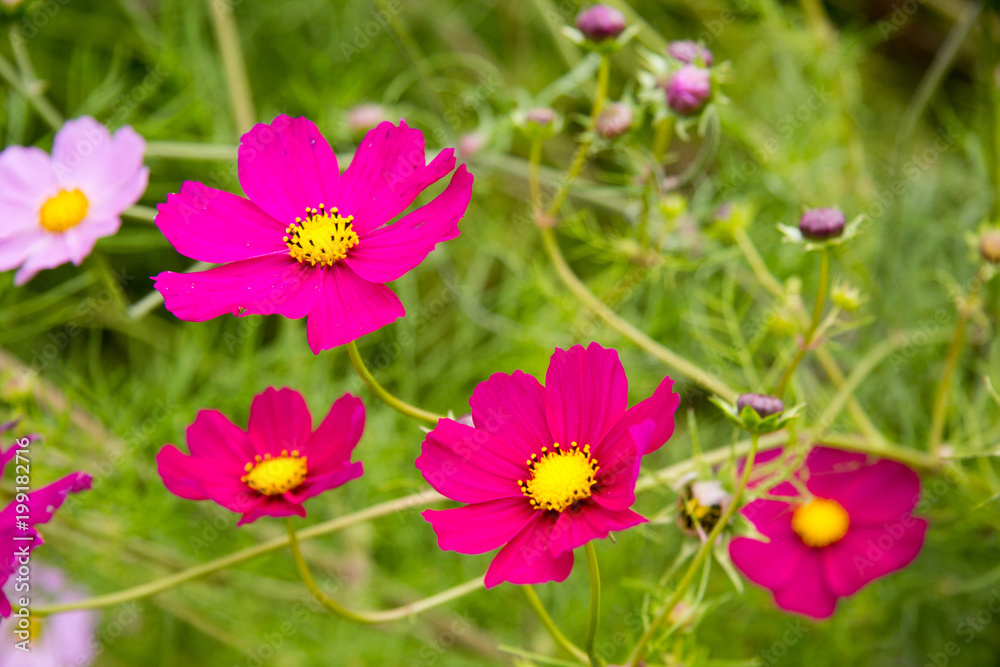 Pinke Blume in einem Garten in Neuseeland Pinke Blume in einem Garten in Neuseeland