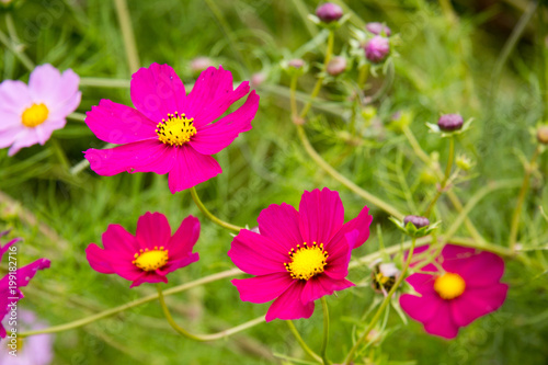 Pinke Blume in einem Garten in Neuseeland