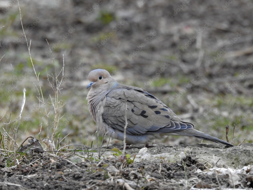 mourning dove in camouflage mourning dove in camouflage