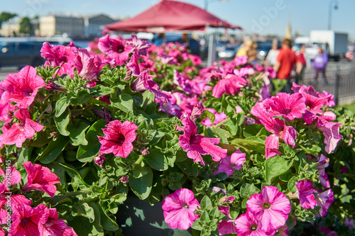 Wallpaper Mural Red flowers on the flowerbed in the city, shallow depth of field, bokeh Torontodigital.ca