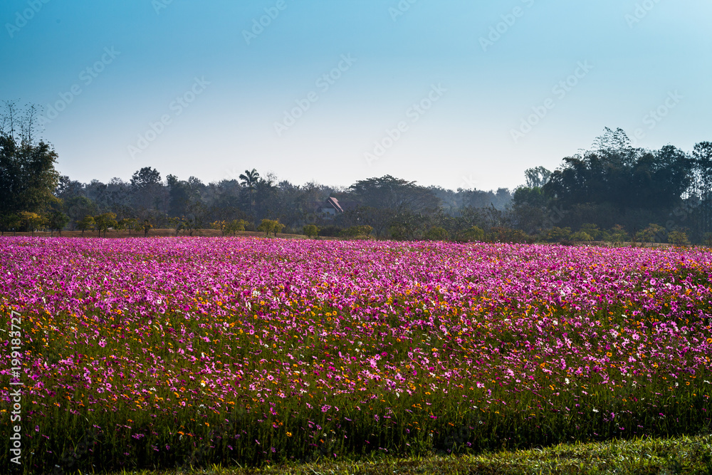 colorful cosmos flowers planted in a large fields on the hill. cosmos flowers .are blooming in winter