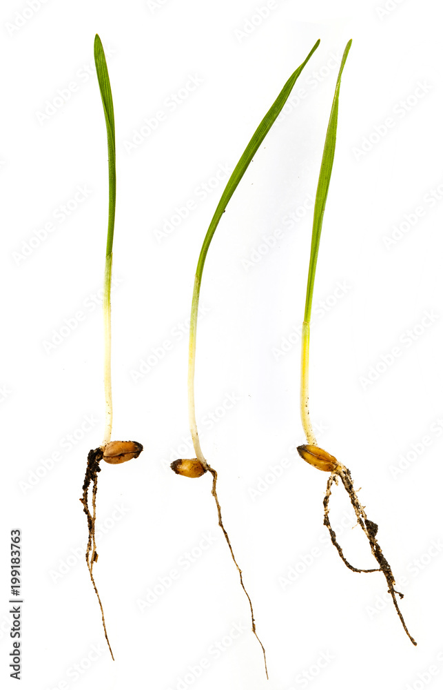 Fototapeta premium young wheat sprouts isolated on a white background