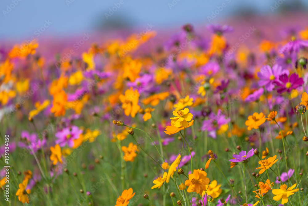 colorful cosmos flowers planted in a large fields on the hill. cosmos flowers .are blooming in winter