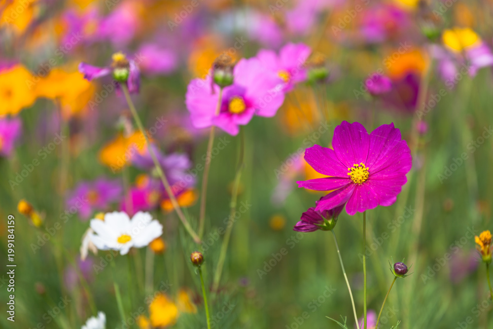 colorful cosmos flowers planted in a large fields on the hill. cosmos flowers .are blooming in winter colorful cosmos flowers planted in a large fields on the hill. cosmos flowers .are blooming in winter