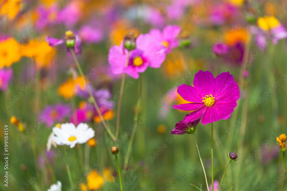 colorful cosmos flowers planted in a large fields on the hill. cosmos flowers .are blooming in winter