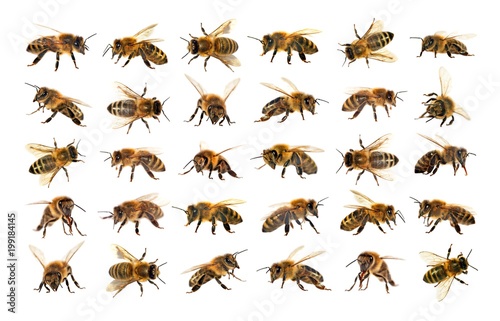 group of bee or honeybee in Latin Apis Mellifera © Daniel Prudek