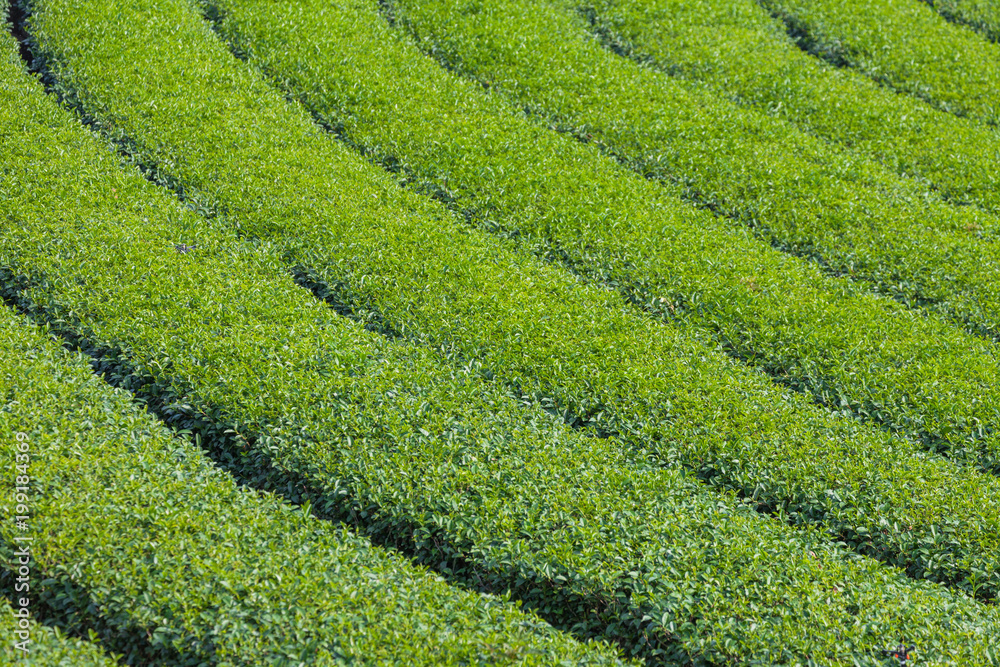 Tea plantation on the hill It requires large space to plant and is made up of steps to plant on steep mountain.