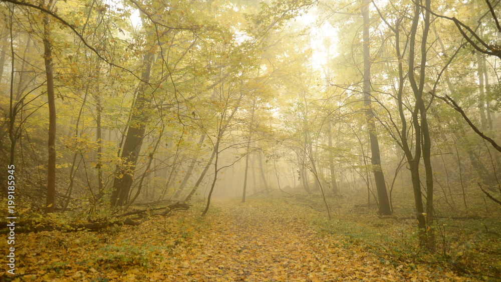 Morning mist and golden autumn