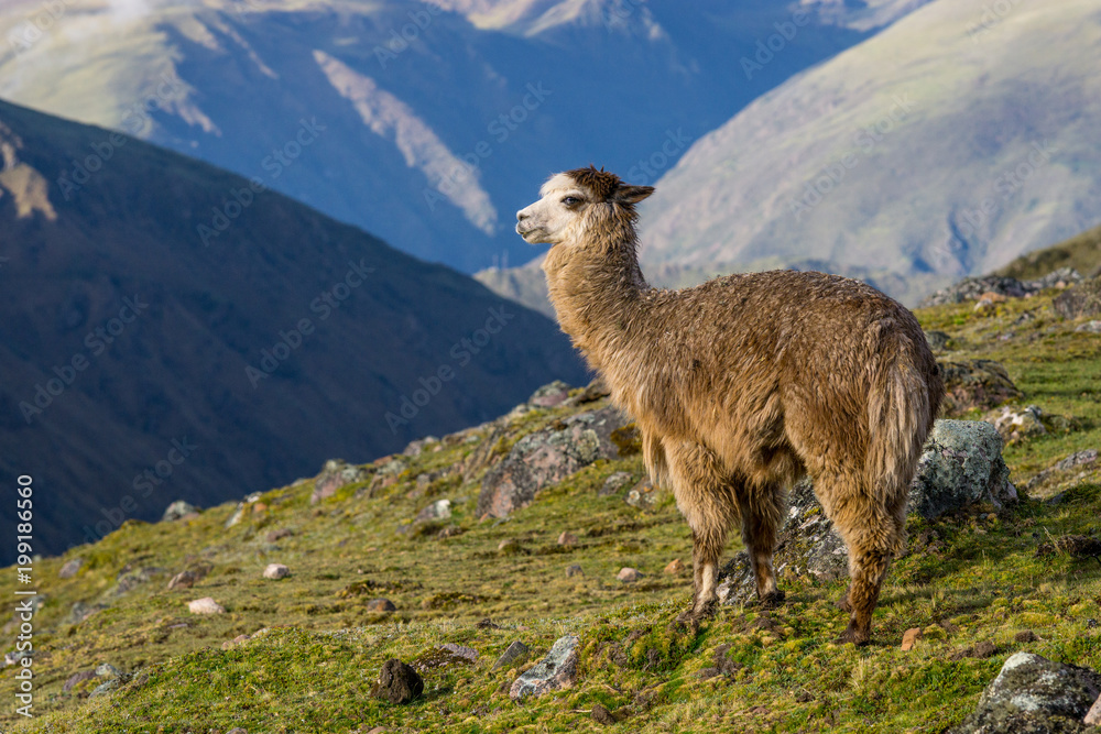 Fototapeta premium Alpaca w górach Peru