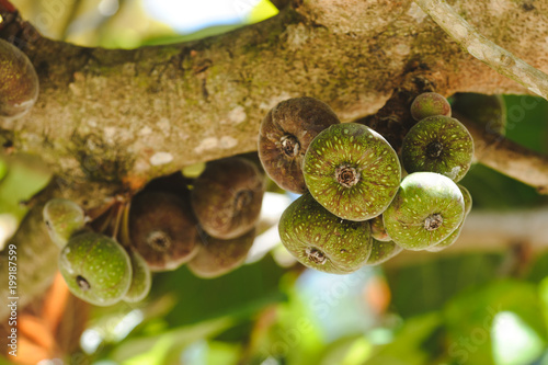 figs fruit on a tree closeup