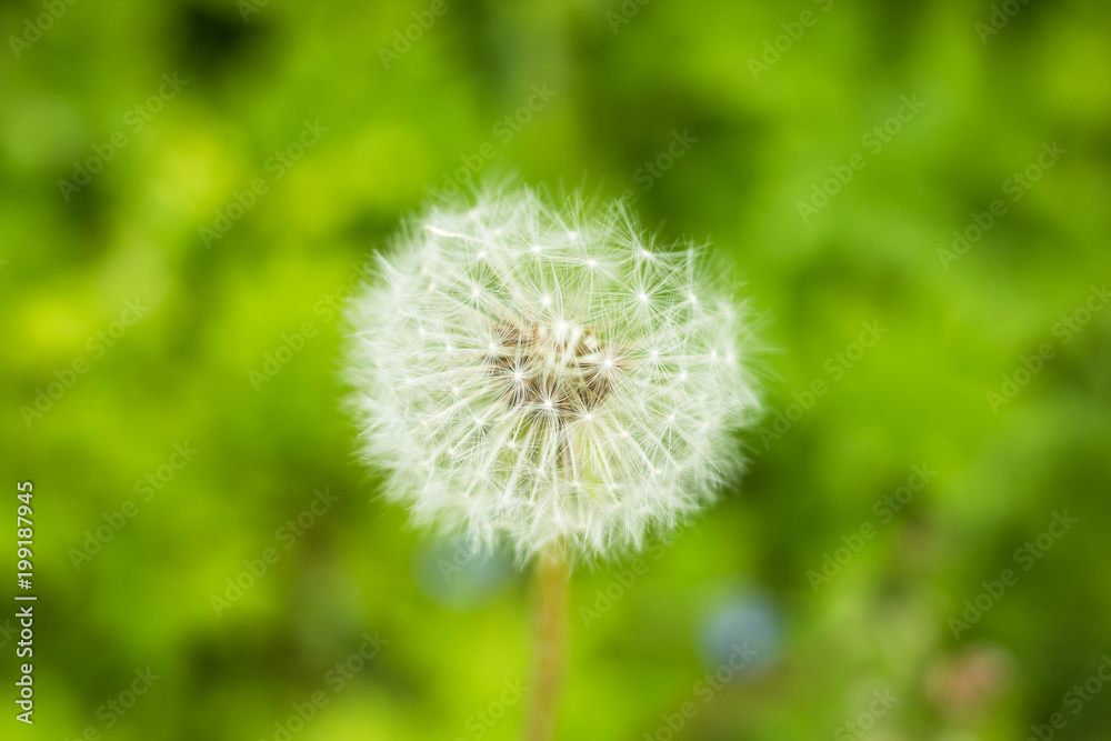 Dandelion isolated on nature,green grass background.Dandelion, Single Flower, Flower.Copy space Dandelion isolated on nature,green grass background.Dandelion, Single Flower, Flower.Copy space