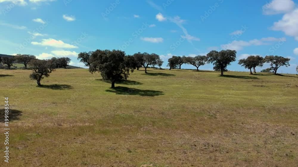 Panoramic aerial view of a landscape with cork oaks. Colorful agricultural field with blue sky in background. Portugal Panoramic aerial view of a landscape with cork oaks. Colorful agricultural field with blue sky in background. Portugal