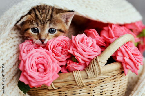 Fototapeta Naklejka Na Ścianę i Meble -  small  kitten in the basket with pink roses. Kitty and flowers