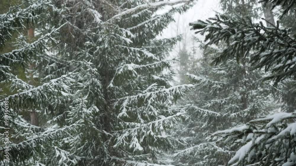 Fir on a winter forest background Fir on a winter forest background