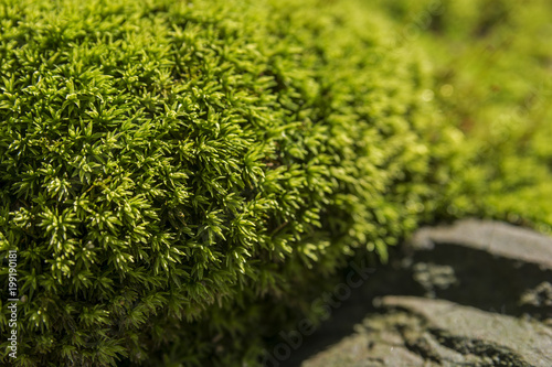 green moss background texture beautiful in nature photo