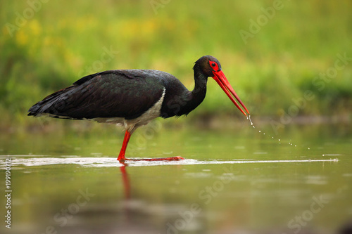 The black stork (Ciconia nigra) standing in shallow water of a pond with banks of green.Large bird in the stork family Ciconiidae. Hunting stork with drops on the beak.