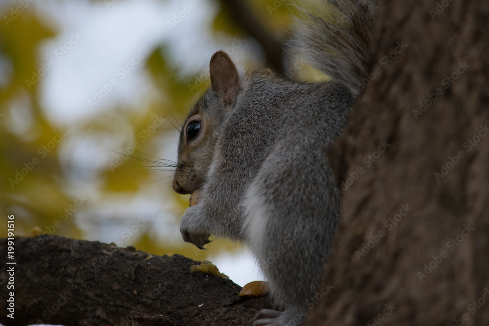 Obraz premium A Squirrel