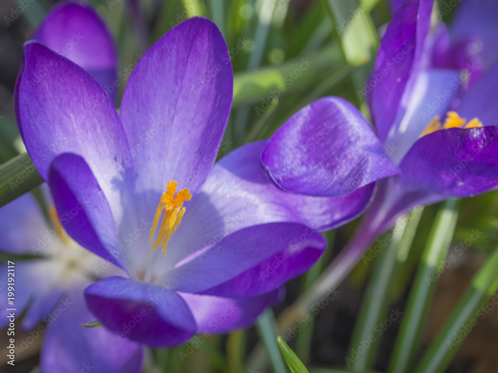 close up macro violet Crocus vernus spring flower on defocused green leaves bokeh background