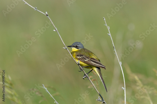 Yellow Wagtail (Motacilla flava).