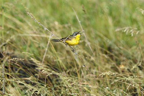 Yellow Wagtail (Motacilla flava).