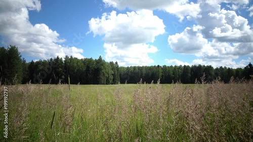 Tufted hairgrass Deschampsia cespitosa Wind swings a grass in summer sunny day photo